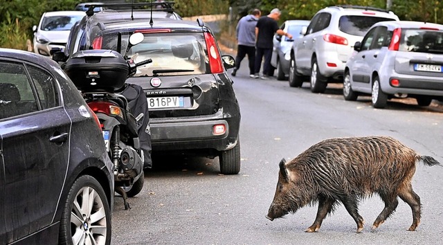 Ein Wildschwein berquert in Rom eine Strae.   | Foto: ALBERTO PIZZOLI