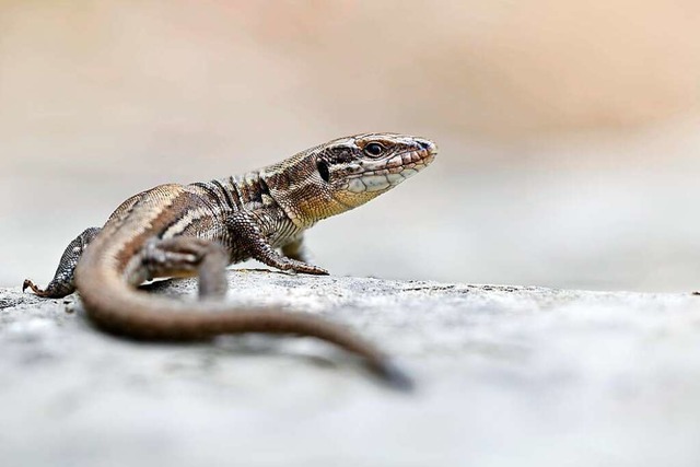 Mauereidechsen sind streng geschtzt.  | Foto: Dirk Vorbusch / stock.adobe.com