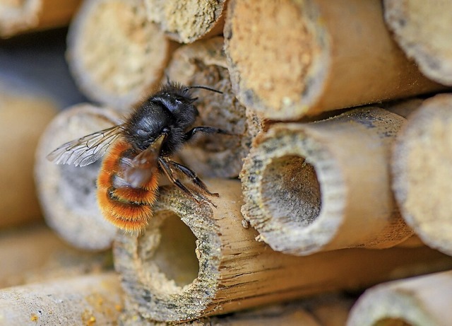 Wildbienen sind fr die Natur sehr wichtig.   | Foto: Patrick Pleul (dpa)