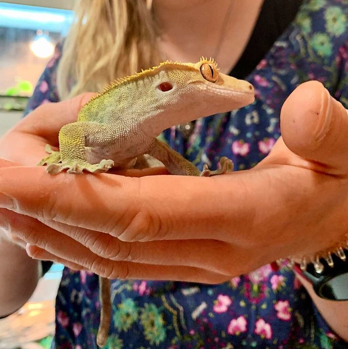 Auch Geckos finden bei Dragonshelter ein neues Zuhause.  | Foto: Carolin Johannsen