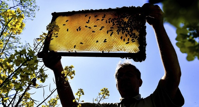 Starke Unterschiede gab es bei der Hon...chtesten Bienenjahre seit Jahrzehnten.  | Foto: Patrick Pleul (dpa)