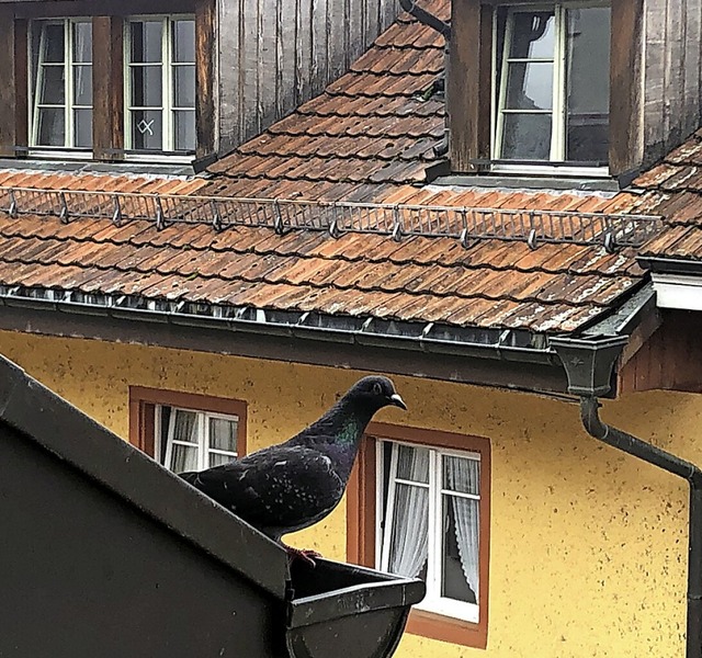Die Tauben-Population in Waldshut wch... auf einem  Gebude in der Wallstrae.  | Foto: Juliane Schlichter