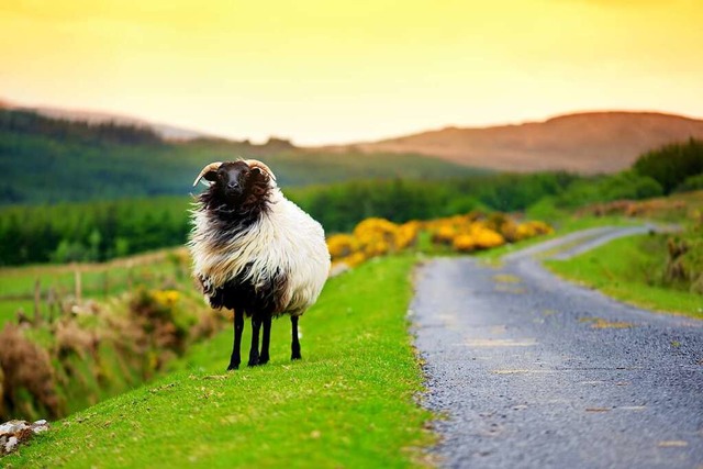 Saftiges Grn und weidende Tiere &#821...e Natur in Irland wird Sie begeistern.  | Foto: Irina Belcikova (adobe.stock.com)