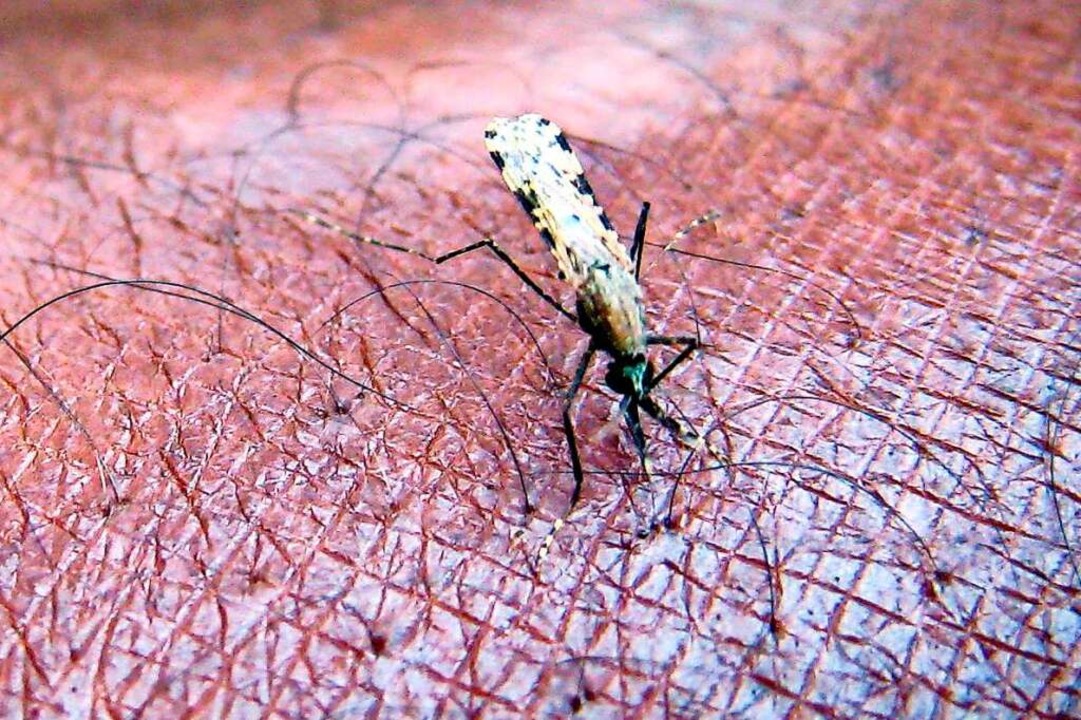 Mücke der Gattung Anopheles gambiae &#...a-Erkrankung saugt Blut aus einem Arm.  | Foto: Stephen  Morrison