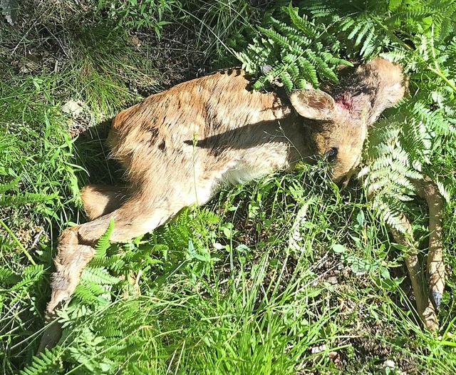 Dieses Rehkitz wurde im vergangenen Ja...r von einem wildernden Hund gerissen.   | Foto: Philipp Wasmer