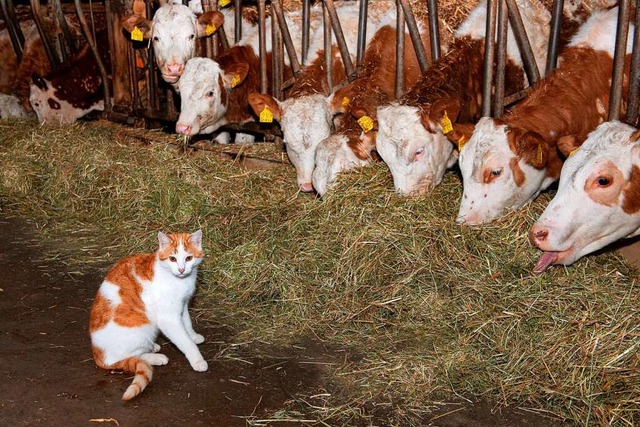 Mit Tier und auf dem Land alt werden, das ist fr Viele ein groer Wunsch  | Foto: Wolfgang Scheu