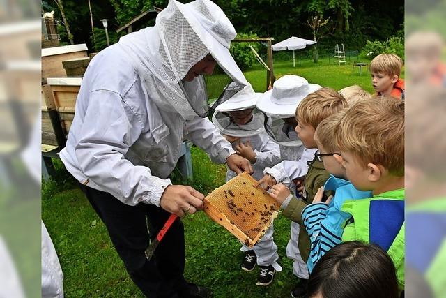 Naturdetektive erkunden Bienenstöcke