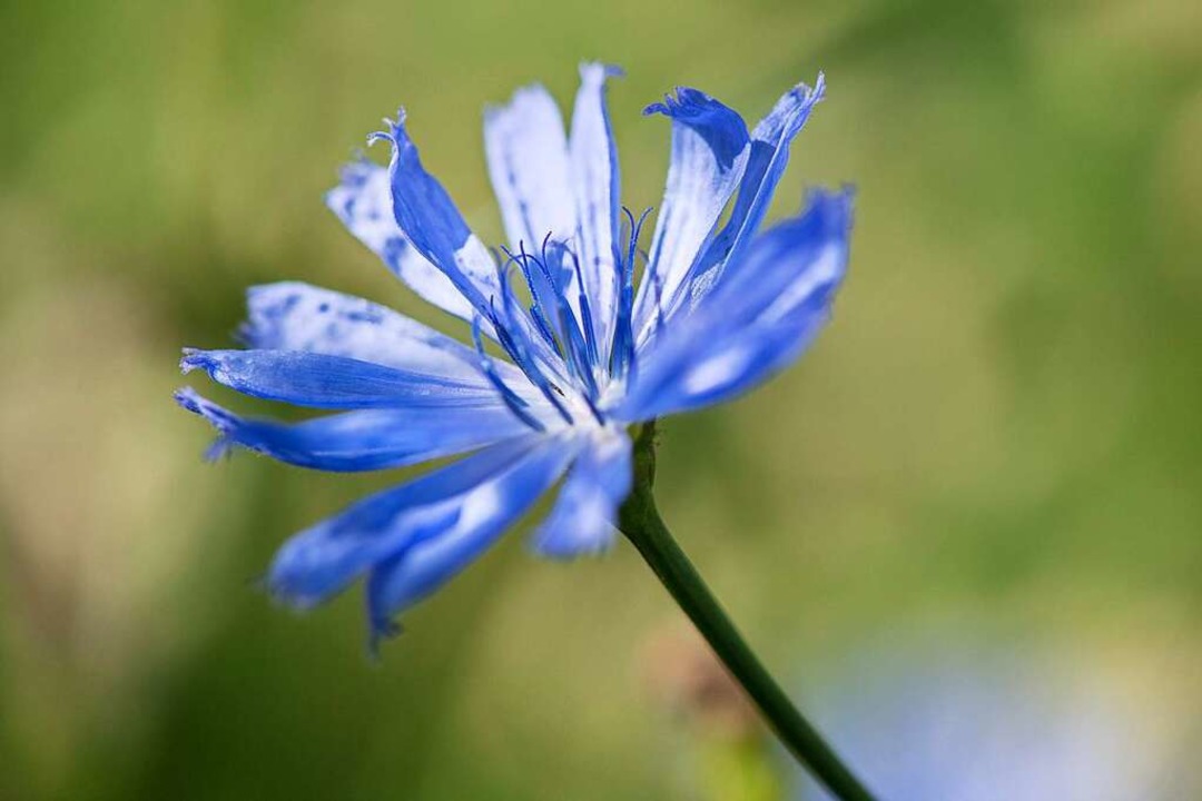 Die Wegwarte trägt strahlend blaue Blüten.  | Foto: Robert Günther (dpa)
