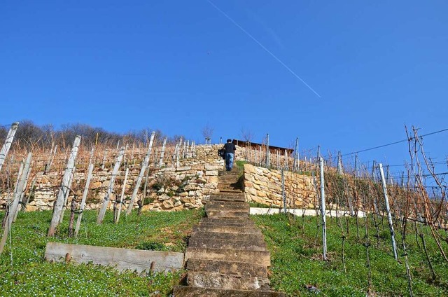 Steile Treppen erschlieen den historischen Weinberg am Castellberg.  | Foto: Gabriele Hennicke