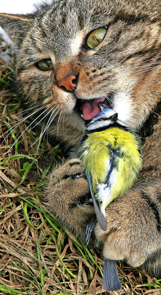 Cats – a constant threat to birds – Kreis Breisgau-Hochschwarzwald