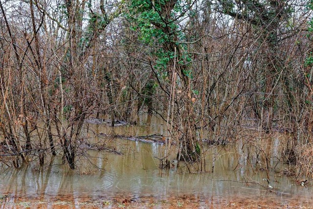 Hochwasser im Rheinwald Ende Januar 20...r Errterung zum Polder Wyhl/Weisweil.  | Foto: Martin Wendel