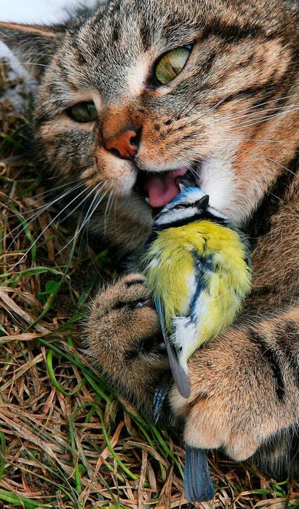 Es sind nicht nur Hauskatzen, die den ...e davon abhalten kann, Vögel zu jagen.  | Foto: Patrick Pleul