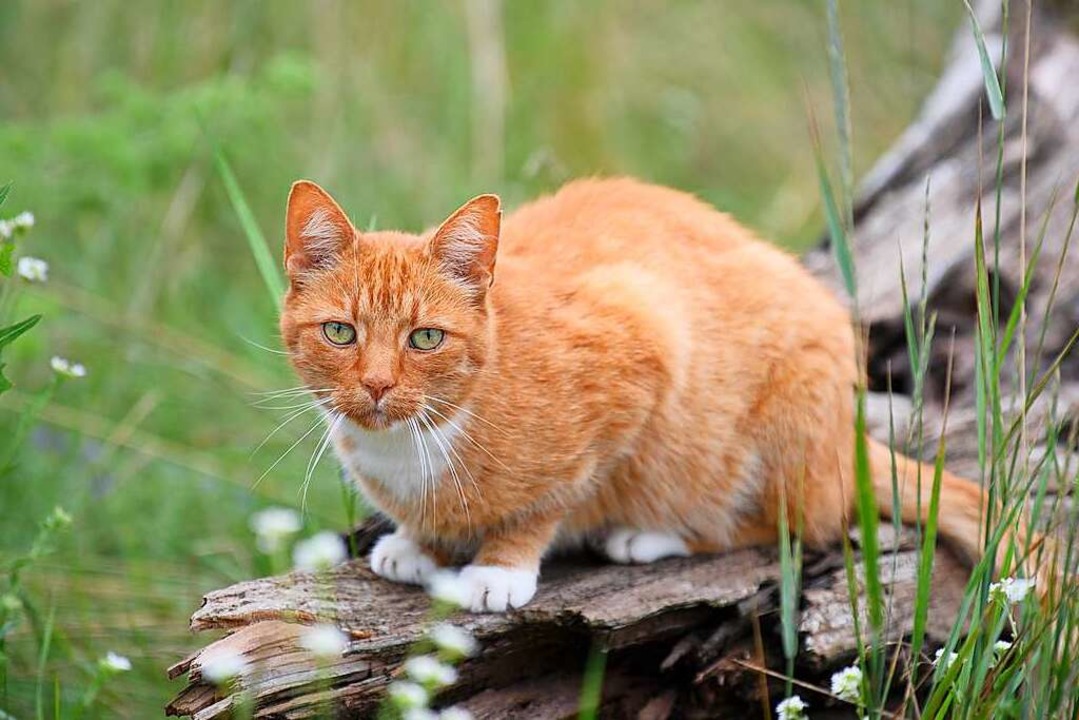 Eine Katze auf der Pirsch.  | Foto: Soeren Stache (dpa)