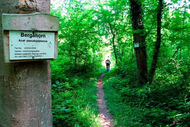 Auf schmalen Pfaden durch den Rheinwal...ge des Polderbaus neu angelegt werden.  | Foto: Martin Wendel