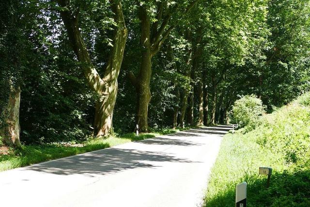 Waldkircher Ratsmehrheit will den Radschnellweg am Elzdamm, nicht auf der Kreisstrae