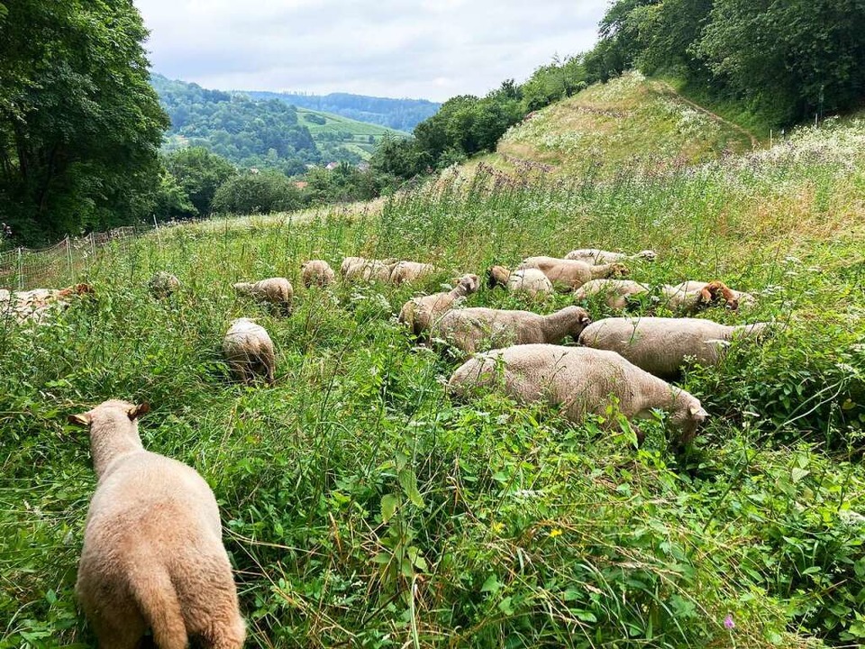 Die Schafe verhindern, dass Täler zuwachsen.  | Foto: Nicole Gerteiser
