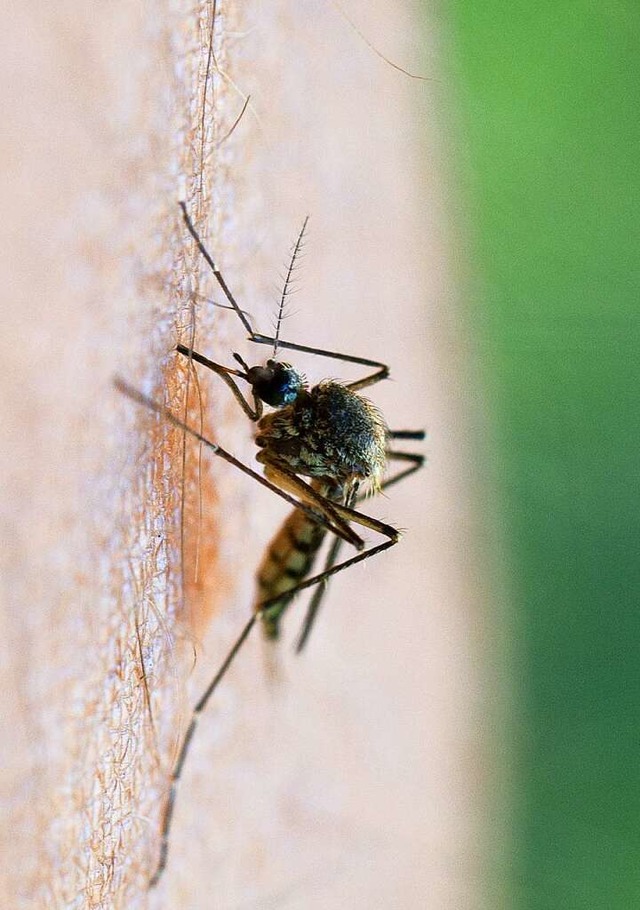 Eine Stechmcke saugt Blut.  | Foto: Patrick Pleul