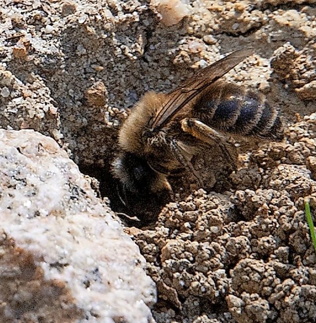 Eine Wildbiene kommt grad heim in ihre...hle in der Bschung beim Spielplatz.    | Foto: Volker Mnch
