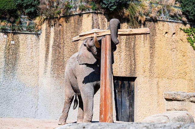 Der Afrikanische Elefantenbulle Tusker...Holzbalken auf einem Pfahl balanciert.  | Foto: Zoo Basel 