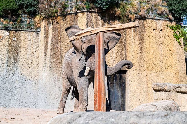 Tusker bei der Arbeit  | Foto: Zoo Basel 