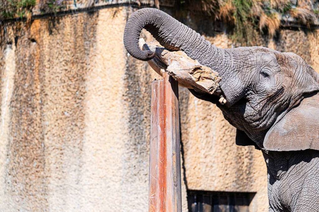 Mühelos hebt Tusker den Balken auf den Pfahl.  | Foto: Zoo Basel 