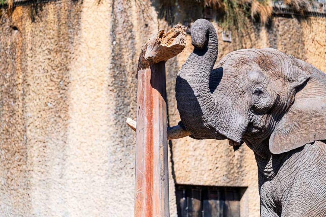 Ein Zoogast hat den Elefanten bei sein...llt, dort ist sein Video sehr beliebt.  | Foto: Zoo Basel 