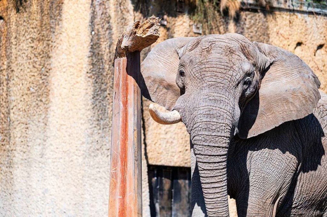 Zufrieden mit seiner Arbeit: Der Afrik...e Elefantenbulle Tusker im Basler Zoo.  | Foto: Zoo Basel 