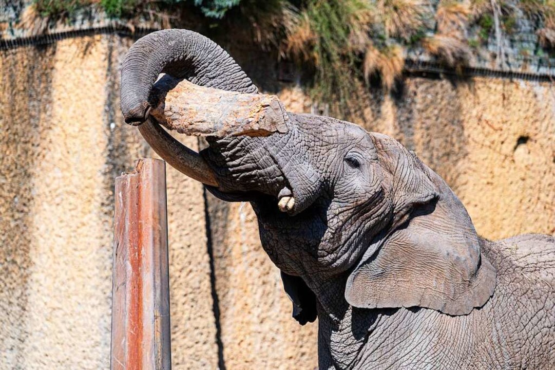 Tusker ist mittlerweile eine kleine Internetberühmtheit.  | Foto: Zoo Basel 