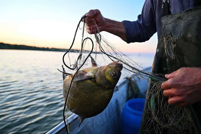 Bodensee-Fischer fangen immer weniger – und fühlen sich im Stich gelassen