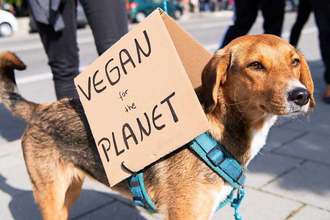 Hund vegan ernähren &#8211; geht das?  | Foto: Sven Hoppe (dpa)
