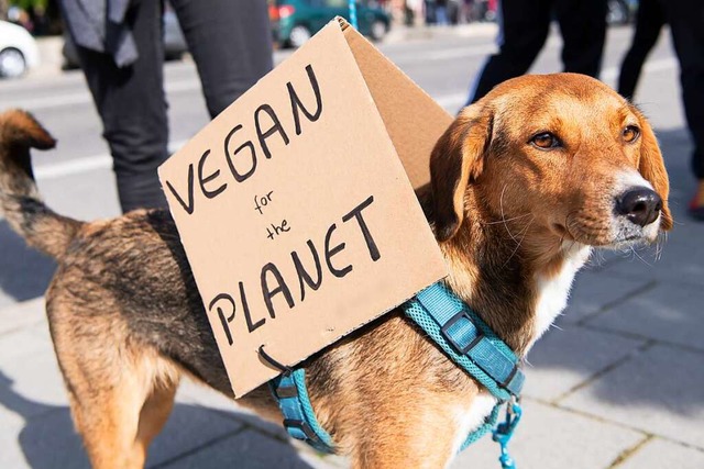 Hund vegan ernhren &#8211; geht das?  | Foto: Sven Hoppe (dpa)