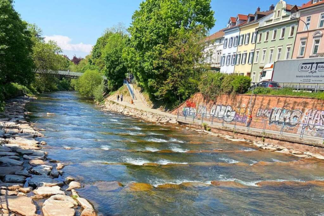 Die Ökologie der Freiburger Flüsse hat sich deutlich verbessert - doch es bleibt viel zu tun