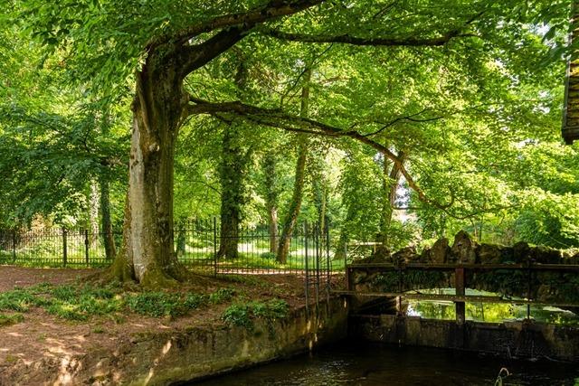 Englischer Garten in Hugstetten kann auch virtuell erkundet werden