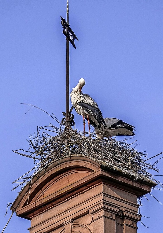 Auch auf dem Glockenturm des Stdtischen Gymnasiums in Ettenheim nisten Strche.  | Foto: Wolfgang Hoffmann