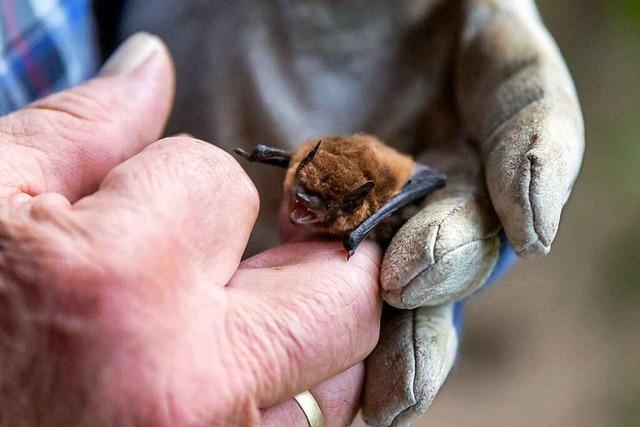 Bat-Detektor schafft Klarheit: Mückenfledermäuse haben sich im Freibad einquartiert