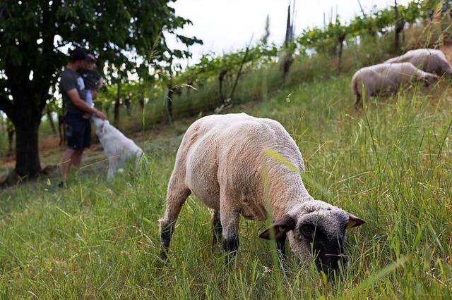 Hunde passen in Ebringen auf eine Schafherde auf.  | Foto: Timo Drr