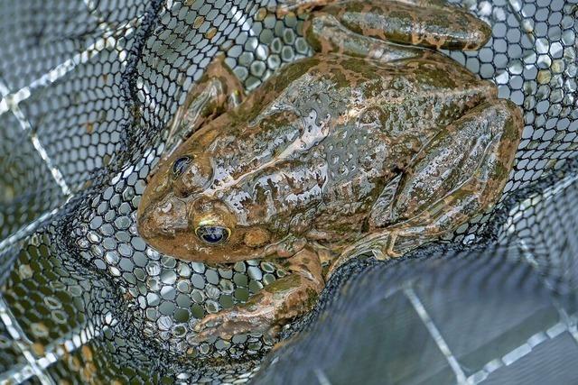 Tiere aus der Falle gerettet