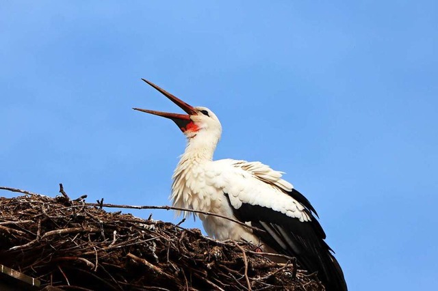 Das Nest in Kirchhofen, bei der Schreinerei Lingner, ist wieder bewohnt.  | Foto: Monika Danner