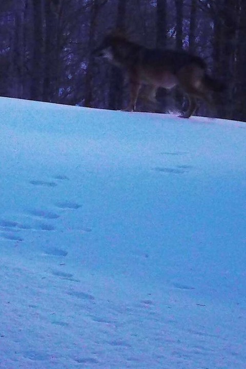Am 10. Februar 2022 um 7.18 Uhr kommt ein Wolf vorbei.  | Foto: FVA Wildtiermonitoring im Forstbezirk Hochschwarzwald