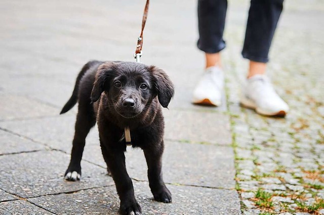 Innerhalb von Stdten gilt Leinenzwang...sollen Hunde dagegen Auslauf erhalten.  | Foto: Annette Riedl (dpa)