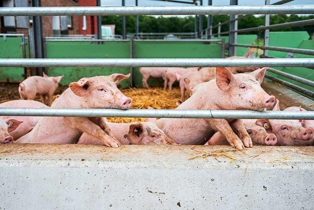 Afrikanische Schweinepest erreicht Südbaden - so wird sie gestoppt