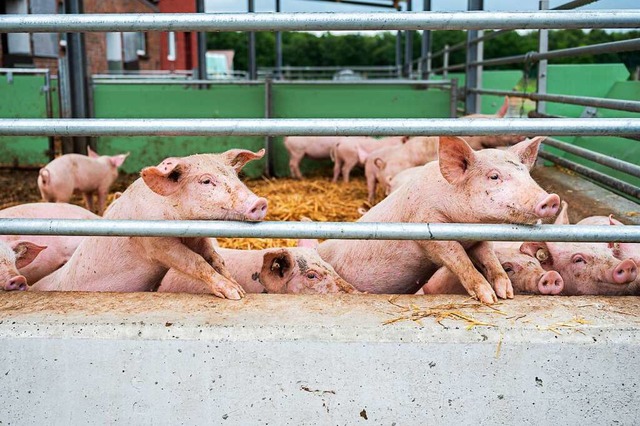 In Sdbaden gibt es jetzt den ersten F...ildschweine ist die Infektion tdlich.  | Foto: Mohssen Assanimoghaddam (dpa)