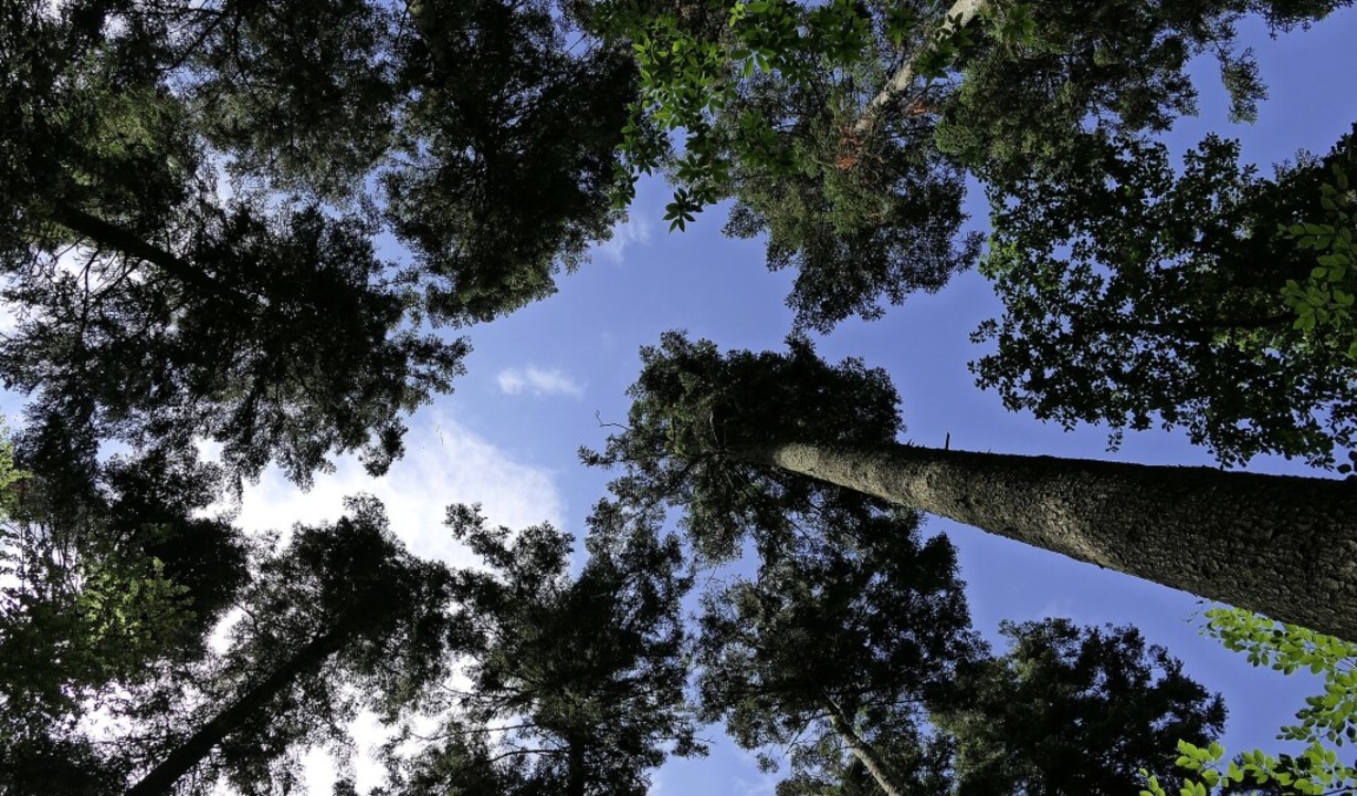 Ein Plan, damit die Bäume auch im Stau...tadtwald weiter in den Himmel wachsen   | Foto: Hans-Peter Müller