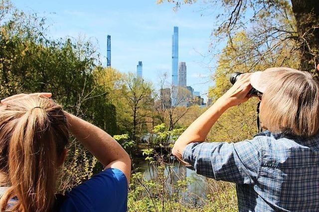 Mit dem Fernglas durch die Großstadt: Vogelbeobachter in New York