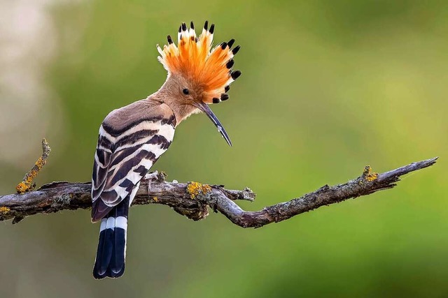 Der Vogel des Jahres: Ein &#8222;Wiede...lligen Kopffedern leicht zu erkennen.  | Foto: Paul Glser (dpa)