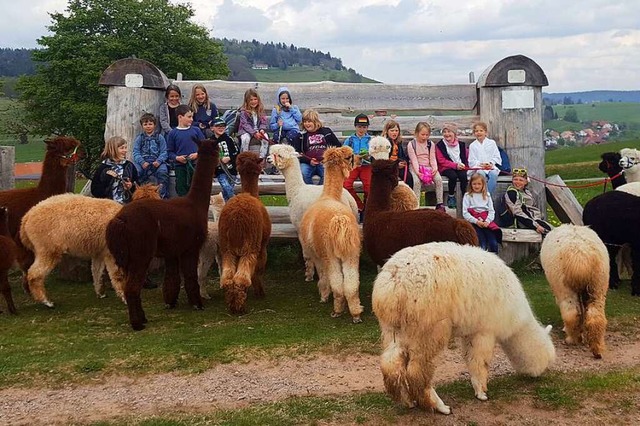 Die Familienklasse der Grundschule Gersbach bei ihrer Wanderung mit Alpakas.  | Foto: privat