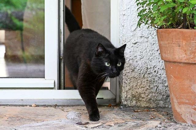 Sasbacher Rat lehnt Vorstoß für Katzensteuer ab