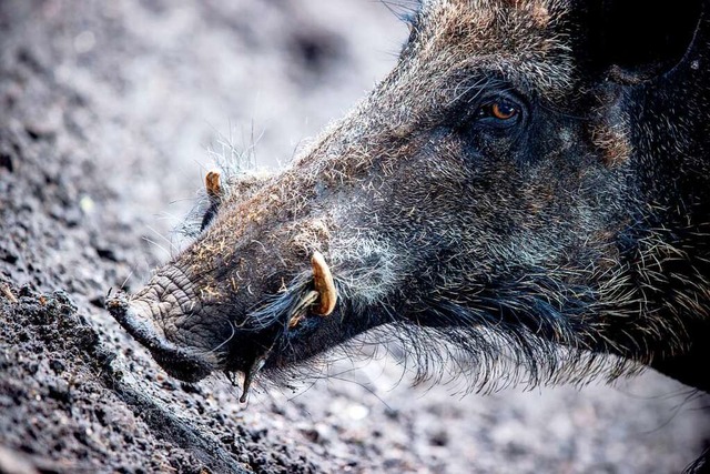 Wildschweine verbreiten die Afrikanische Schweinepest.  | Foto: Jens Bttner (dpa)