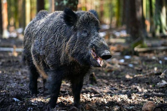 Im Hauinger Wald tummeln sich viele Schweine und einige Schnepfen