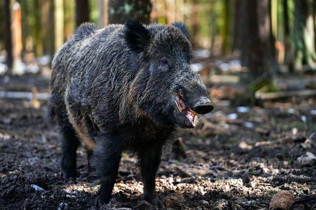 Wildschweine fhlen sich auch im Hauinger Jagdrevier wohl.  | Foto: Nicolas Armer (dpa)